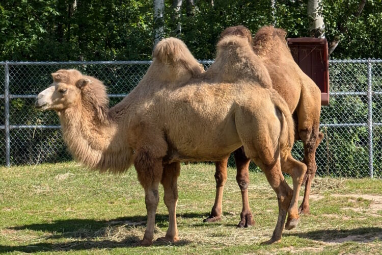 Bactrian Camel